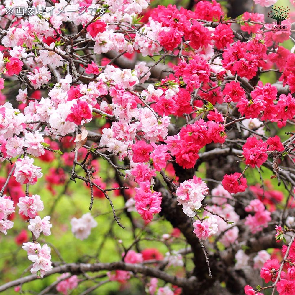 お買い得です！　源平花桃　咲き分け　紅　白　絞りハナモモ　立性　1本で楽しめます Amazon | 北山ナーセリー花桃の苗木 立ち源平桃（咲き分け